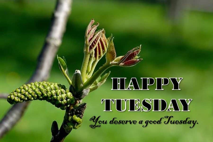 Have a Blessed Tuesday