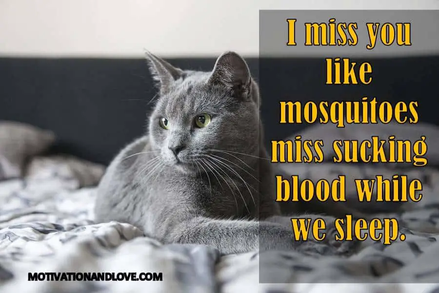 I miss you like mosquitoes
