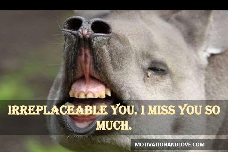 I Miss You Memes