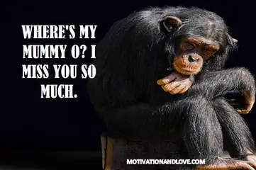 I Miss You Memes Funny Inspiring 21 Motivation And Love