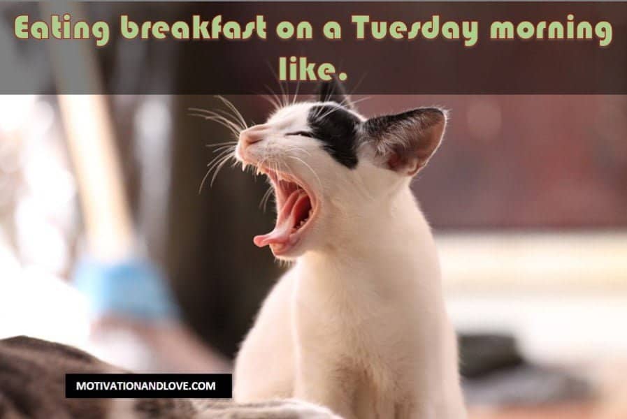 Tuesday Meme Eating Breakfast on a Tuesday