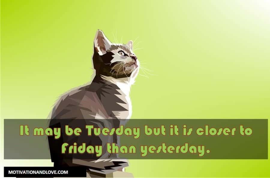 Tuesday Meme It may be Tuesday but it is closer to Friday than yesterday.
