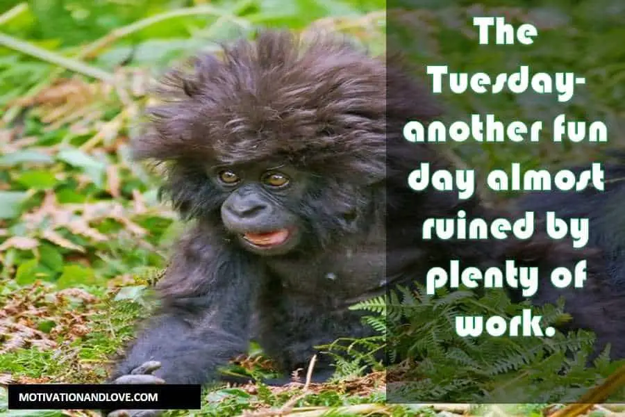 Tuesday Meme The Tuesday-another fun day 