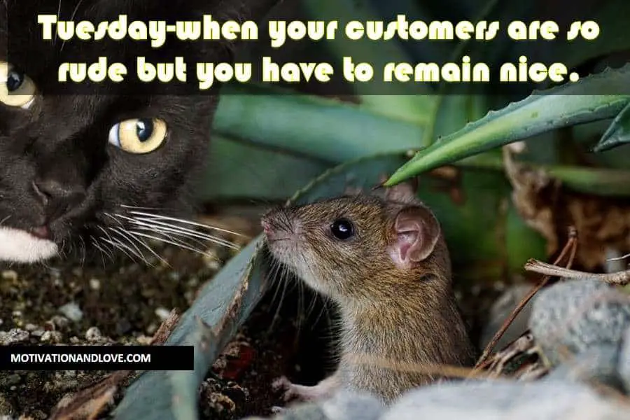 Tuesday Meme Tuesday-when your customers are so rude