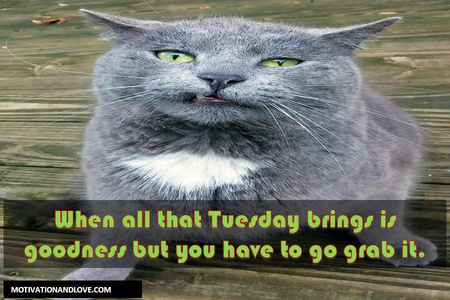 Tuesday Meme When all that Tuesday brings is goodness