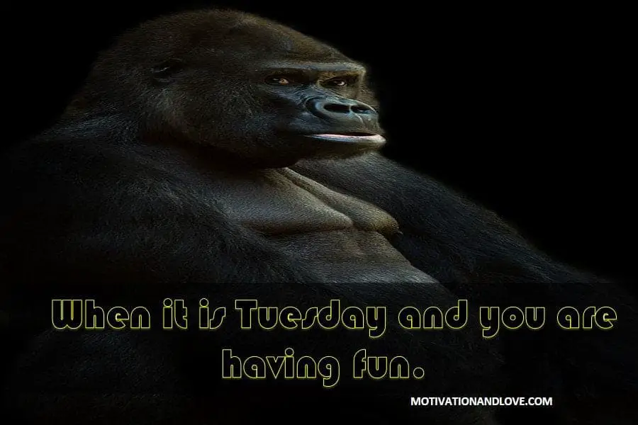 Tuesday Meme  When it is Tuesday and you are having fun