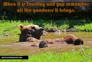 tuesday meme when it is tuesday and you remember all the goodness it brings