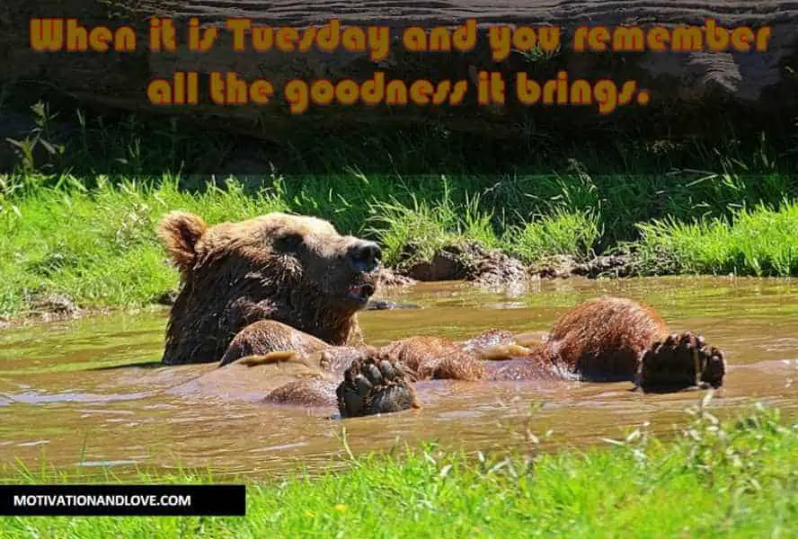 Tuesday Meme When it is Tuesday and you remember all the goodness it brings.
