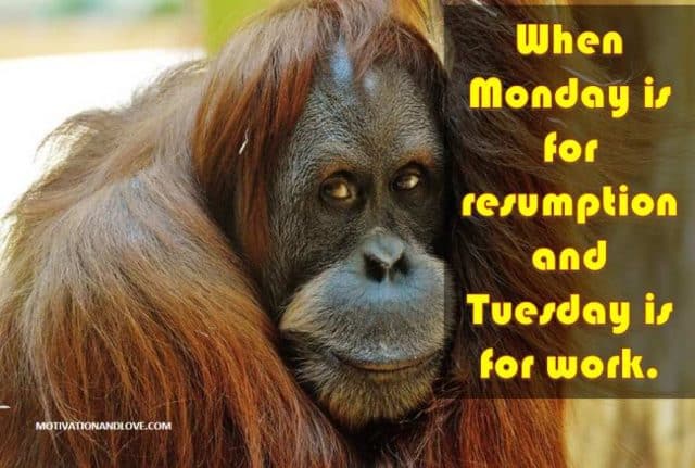 tuesday meme when monday is for resumption - Motivation and Love