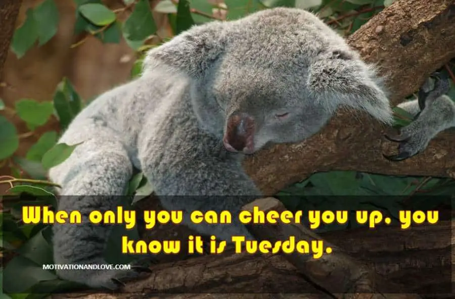 Tuesday Meme When Only You Can Cheer You Up