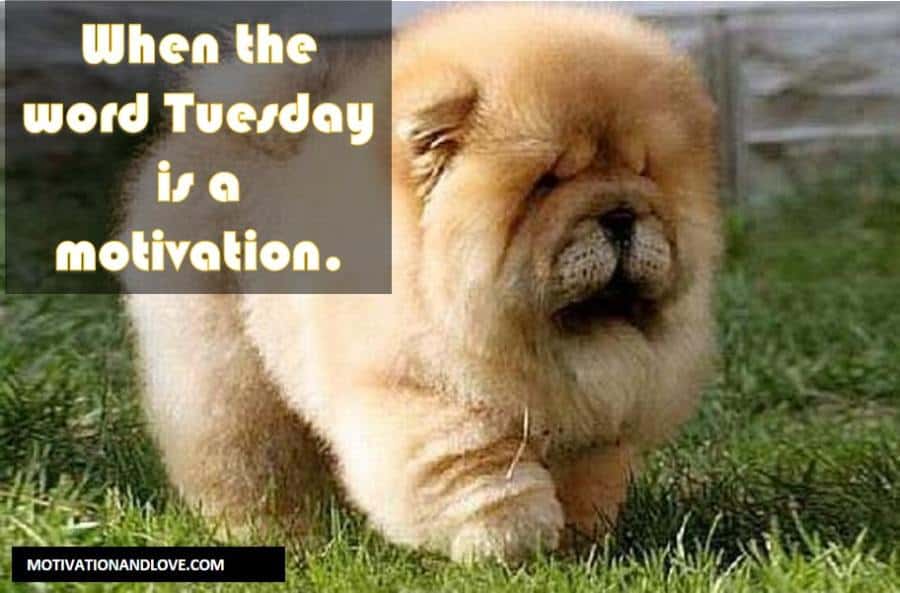 Tuesday Meme When the word Tuesday is a motivation