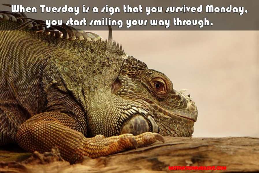 Tuesday Meme When Tuesday is a sign that you survived Monday