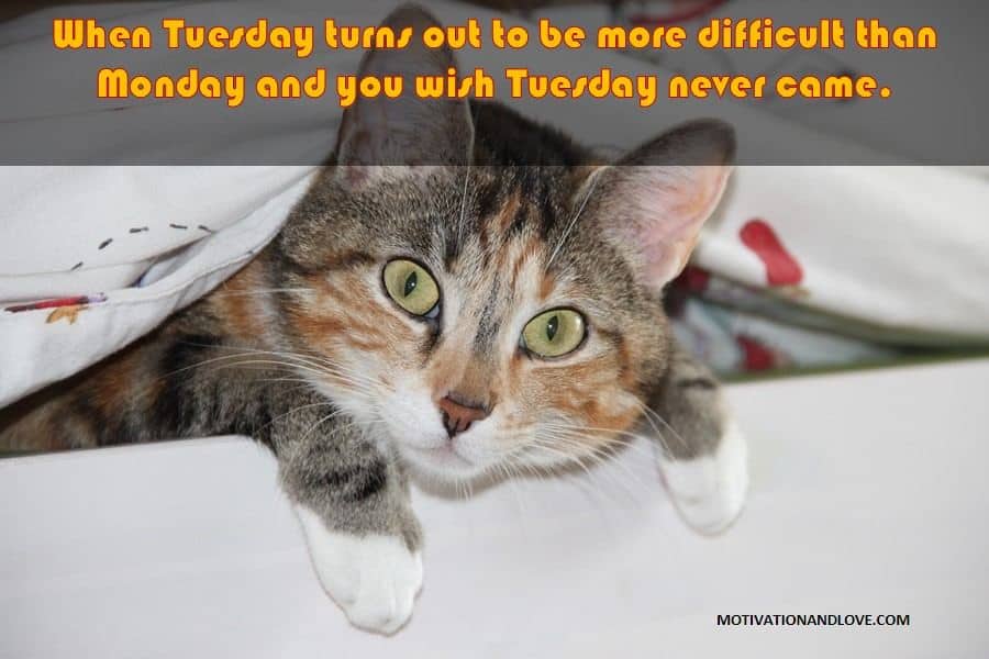 Tuesday Meme  When Tuesday Turns Out to be More Difficult