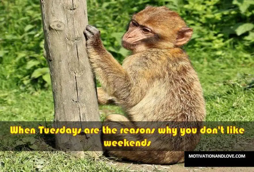 Tuesday Meme When Tuesdays are the reasons 