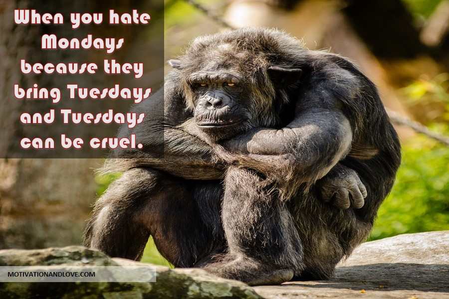 Tuesday Meme  When You Hate Mondays