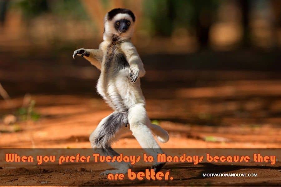 Tuesday Meme  When You Prefer Tuesdays to Mondays