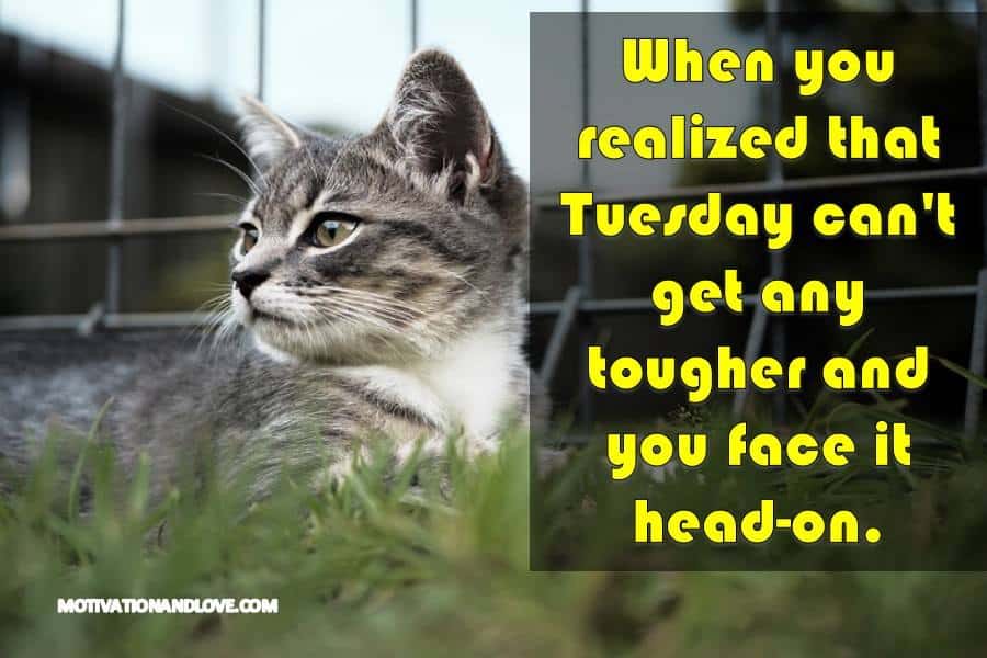 Tuesday Meme When you realized that Tuesday can't 