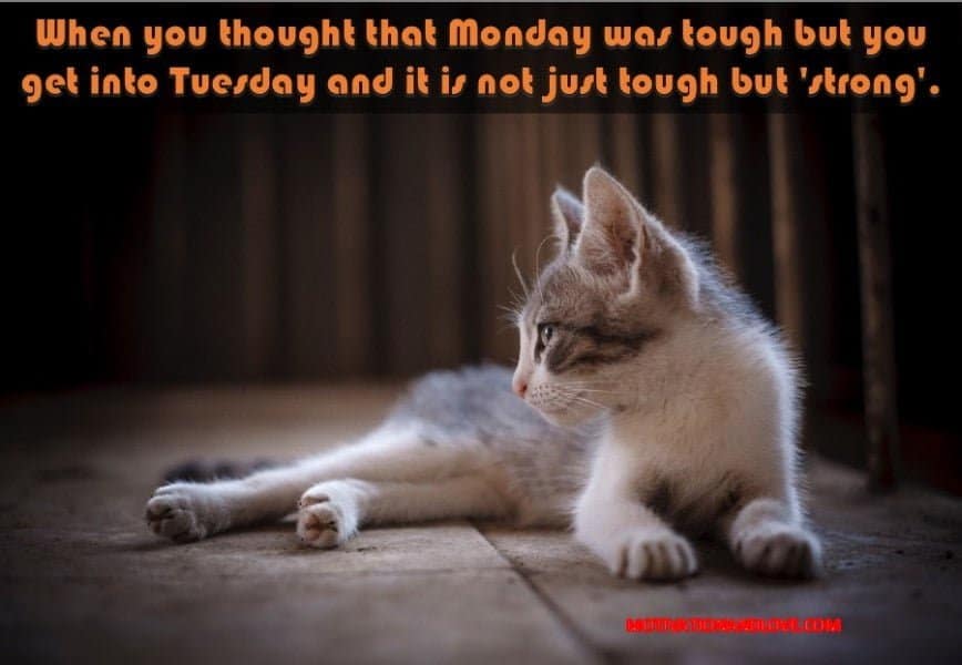 Tuesday Meme When you thought that Monday 