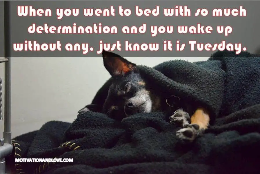 Tuesday Meme  When you went to bed with so much determination 