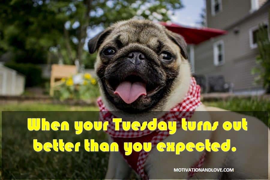 Tuesday Meme When your Tuesday turns out better