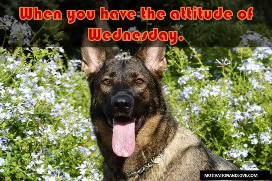 Wednesday Meme Attitude of Wednesday