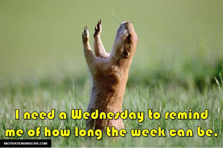 Wednesday Meme I Need a Wednesday 