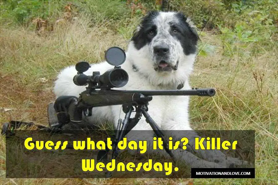 Wednesday Meme Killer Wednesday