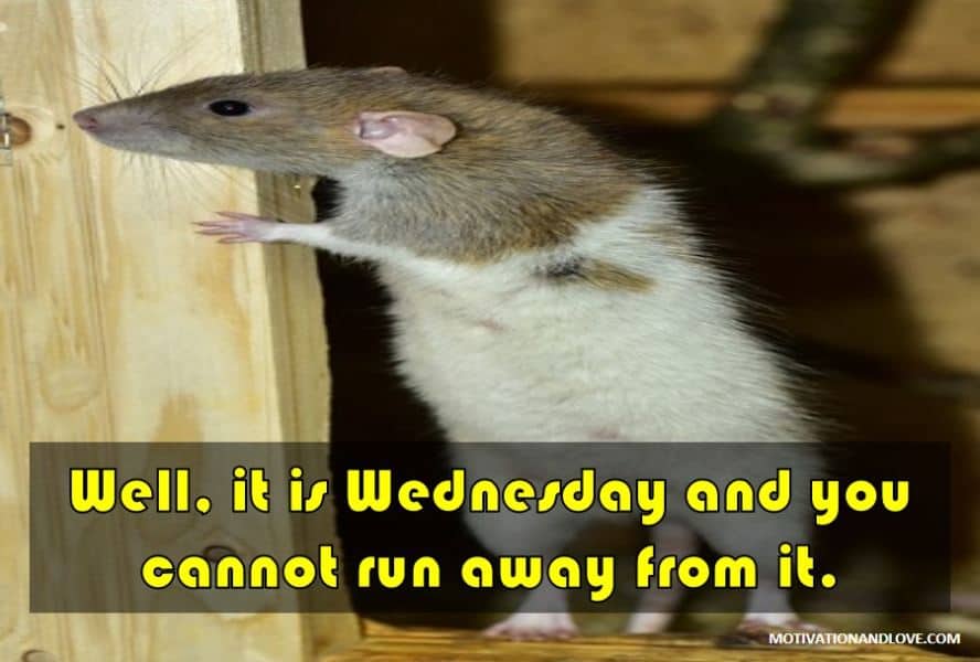 Wednesday Meme Run Away from it