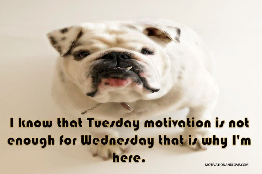 Wednesday Meme Tuesday Motivation
