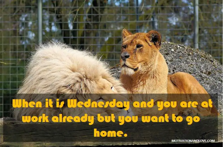 Wednesday Meme When it is Wednesday and You Are at Work Already But You Want to Go Home