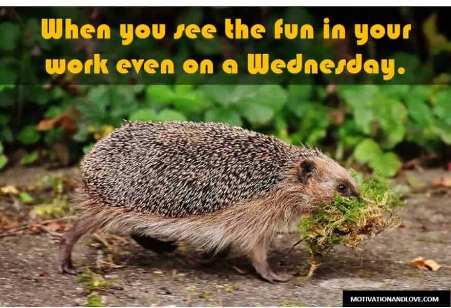 Wednesday Meme Work Even on a Wednesday