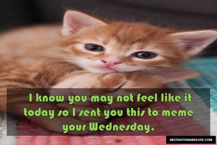 Wednesday Meme Your Wednesday