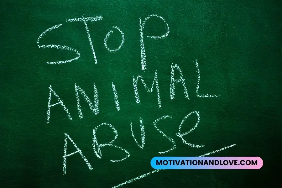 Stop Animal Abuse Quotes - Motivation and Love