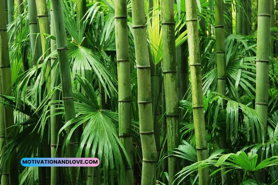 Bamboo Quotes for Instagram
