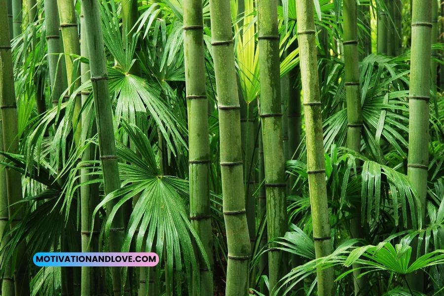 Bamboo Quotes for Instagram