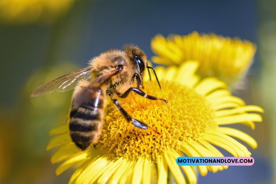 Bees and Flowers Quotes