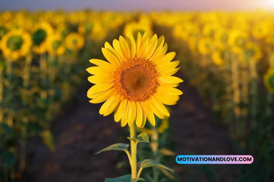Nature Is an Artist Quotes