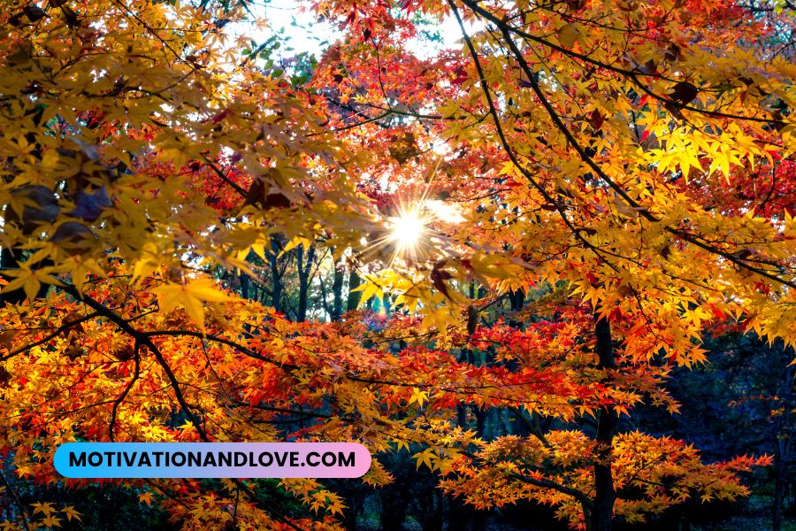 Autumn Season Quotes for Instagram