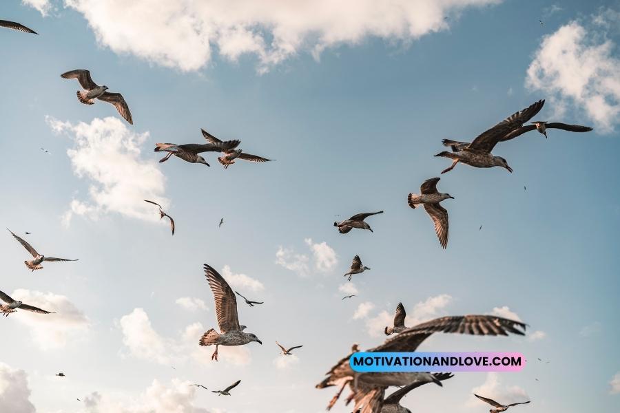 Birds Flying in the Sky Quotes