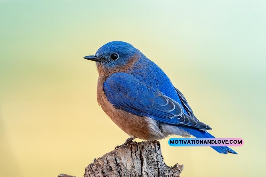 Bluebird of Happiness Quotes