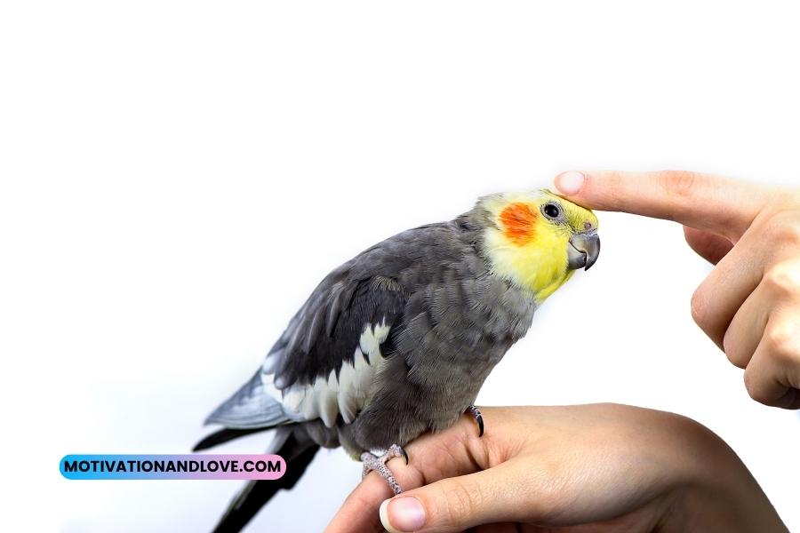 Cockatiel Quotes and Sayings