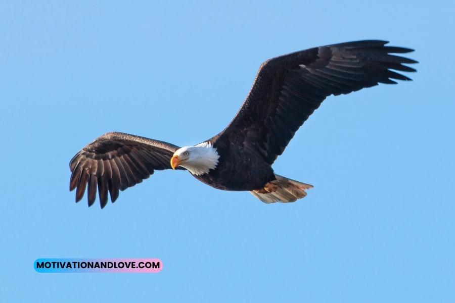 Eagle Soaring Quotes