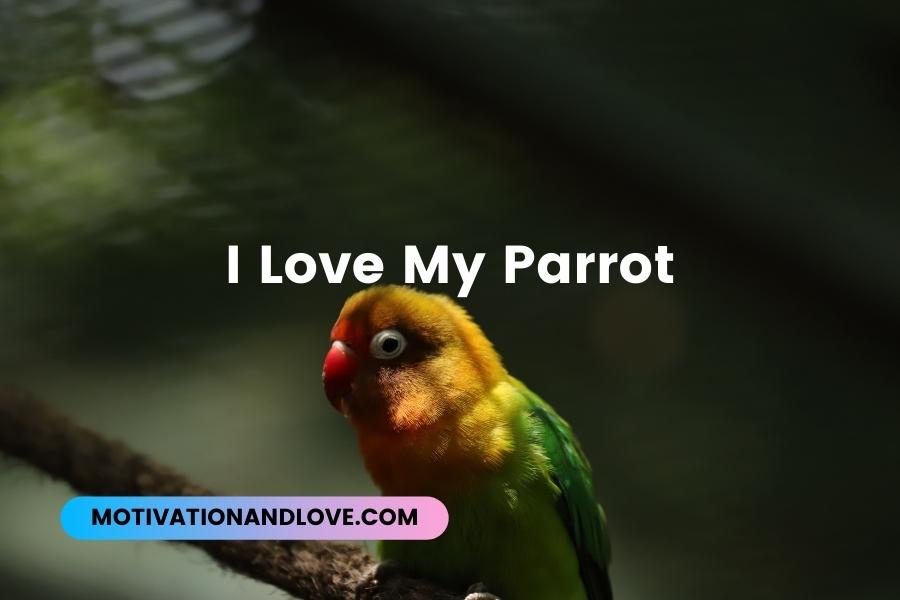 I Love My Parrot Quotes