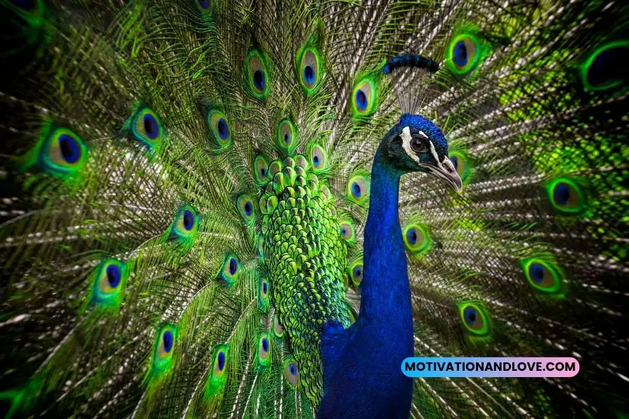 Inspirational Peacock Feather Quotes
