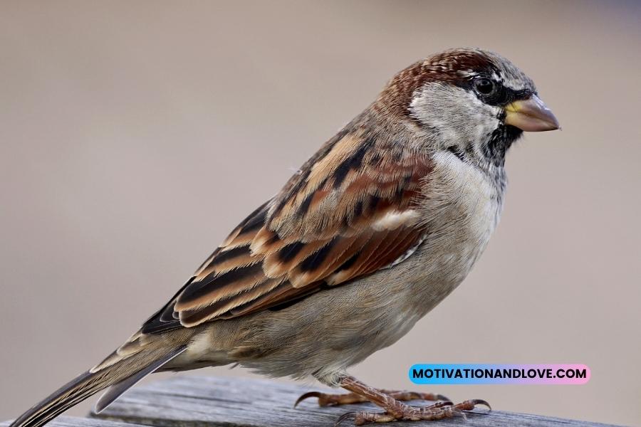 Inspirational Sparrow Bird Quotes