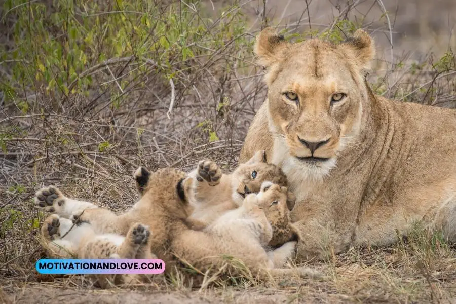 Lioness Protecting Her Cubs Quotes