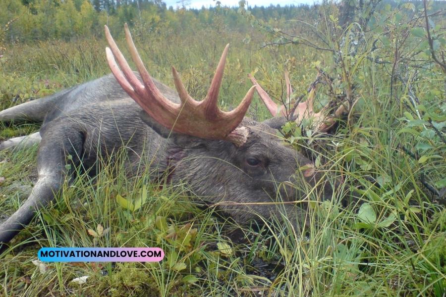 Moose Hunting Quotes