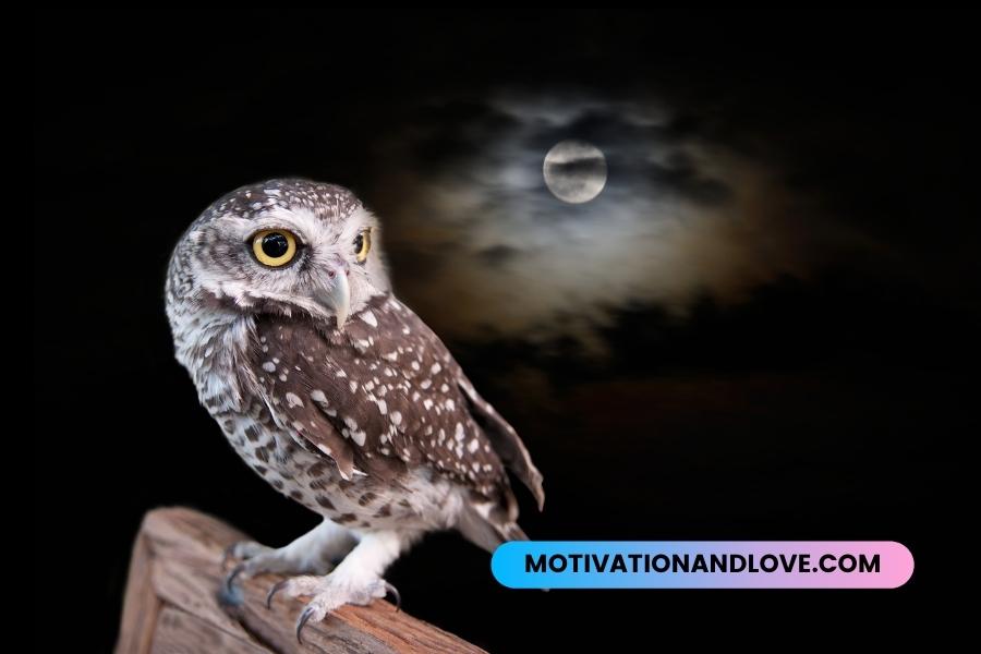 Night Owl Quotes