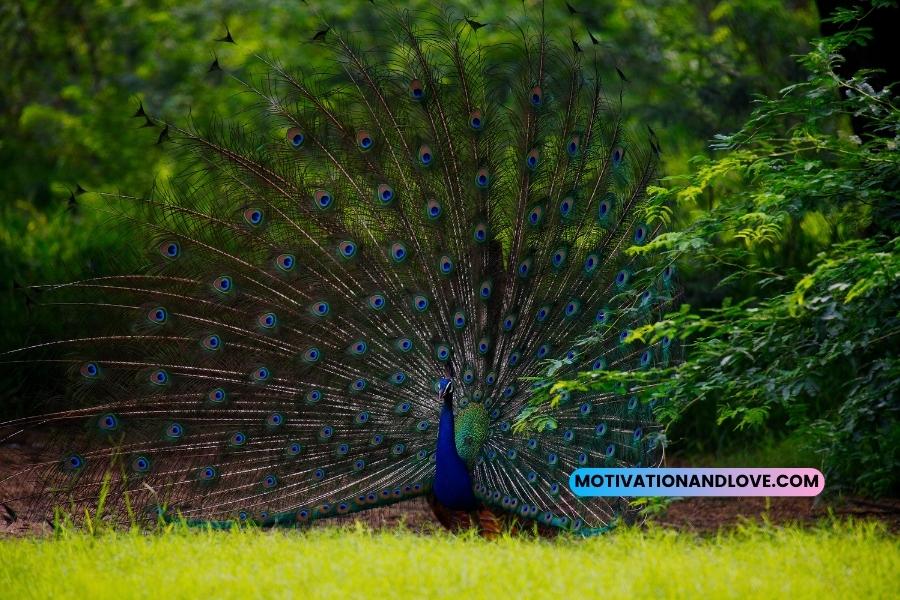 Peacock Dance Quotes