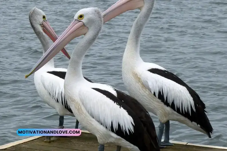 Pelican Quotes and Sayings - Motivation and Love